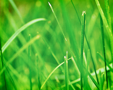 无需繁琐配置的在线短信呼死你